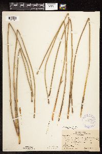 Eleocharis palustris image