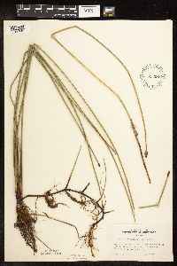 Eleocharis palustris image