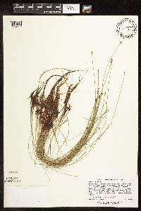 Eleocharis palustris image