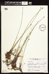 Eleocharis palustris image