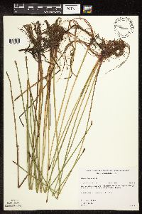 Eleocharis palustris image