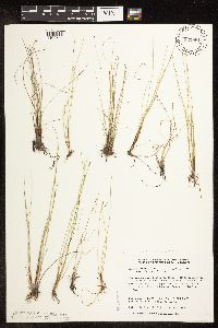 Image of Eleocharis quinqueflora