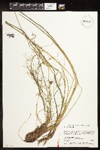 Image of Eleocharis robbinsii