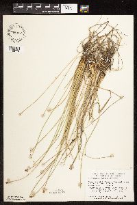 Image of Eleocharis rostellata