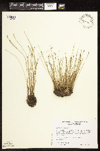 Image of Eleocharis wolfii