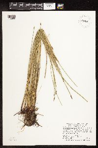 Eleocharis palustris image