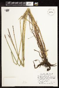 Eleocharis palustris image