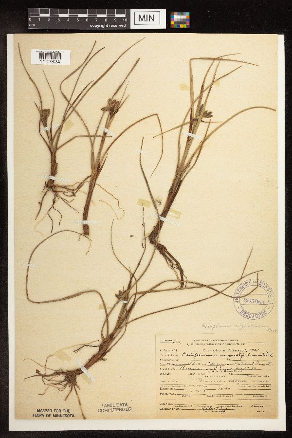 Eriophorum image