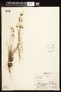Image of Eriophorum callitrix