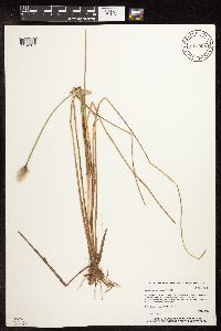 Eriophorum chamissonis image