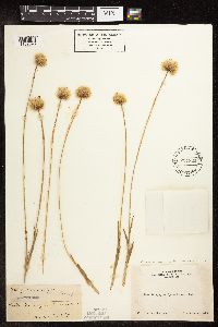 Image of Eriophorum crinigerum