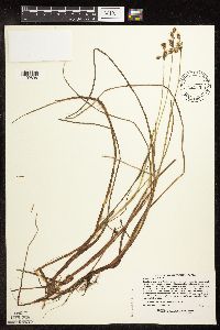 Eriophorum gracile image