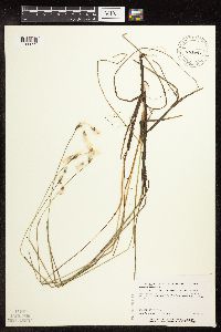 Eriophorum gracile image