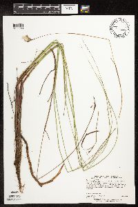 Eriophorum gracile image