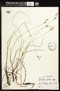Eriophorum gracile image