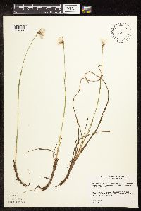Eriophorum gracile image