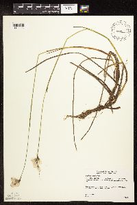 Eriophorum gracile image