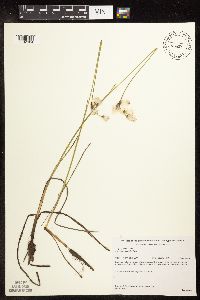 Eriophorum gracile image