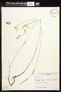 Eriophorum gracile image