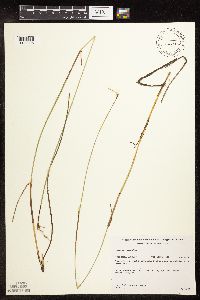 Eriophorum gracile image