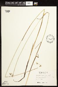 Eriophorum gracile image