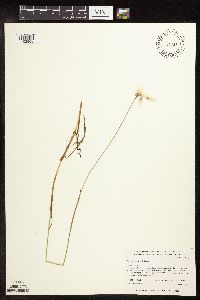 Eriophorum gracile image