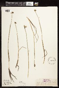 Eriophorum gracile image