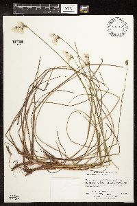Eriophorum gracile image