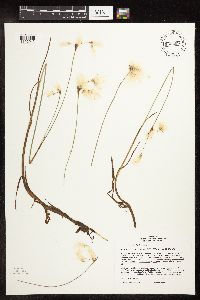 Eriophorum gracile image