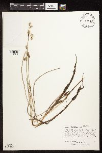 Eriophorum gracile image