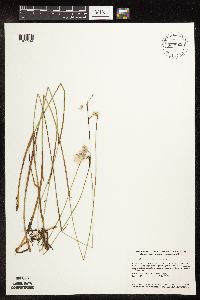 Eriophorum gracile image