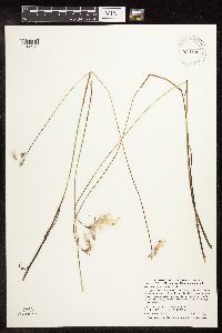 Eriophorum gracile image