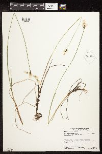 Eriophorum gracile image