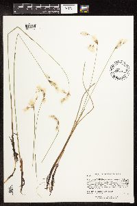 Eriophorum gracile image