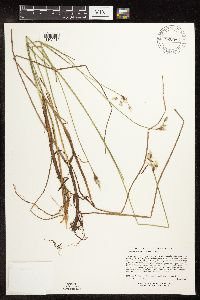 Eriophorum gracile image