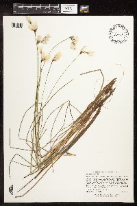 Eriophorum gracile image