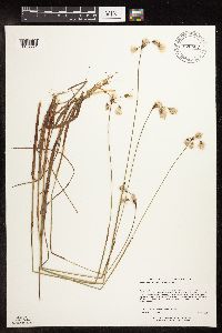 Eriophorum gracile image