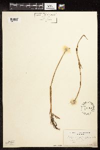 Image of Eriophorum ocreatum