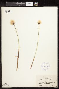 Image of Eriophorum scheuchzeri