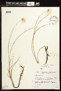 Image of Eriophorum tenellum