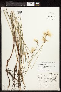 Eriophorum tenellum image