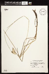 Eriophorum tenellum image