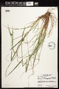 Image of Eriophorum viridicarinatum