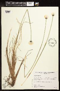 Image of Eriophorum vaginatum