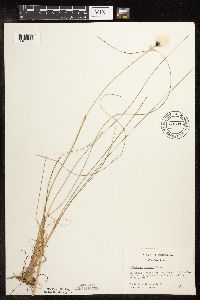 thumbnail image of current specimen