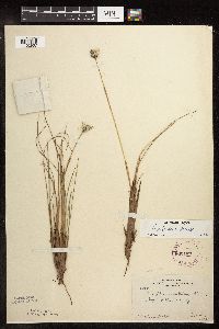 thumbnail image of current specimen