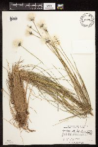 thumbnail image of current specimen