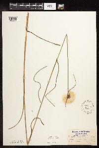 Image of Eriophorum virginicum