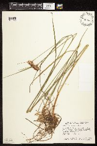 Eriophorum virginicum image