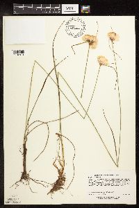 Eriophorum virginicum image